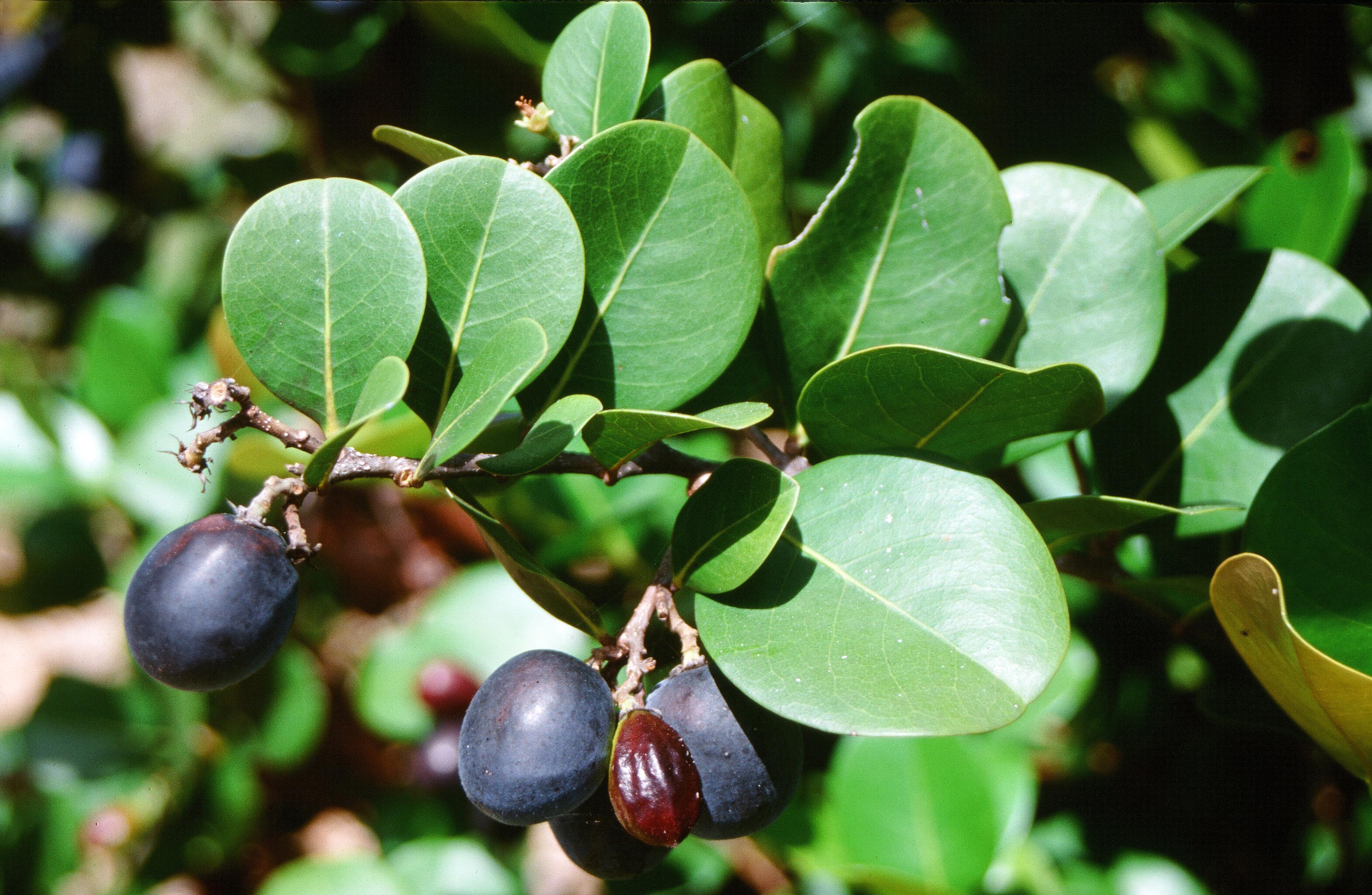 Представитель Семейства Chrysobalanaceae